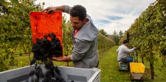 SE SOLICITAN 4 PEONES/AS PARA VIÑEDO (CON O SIN EXPERIENCIA), SE OFRECE ALOJAMIENTO Y BUEN PAGO Peones/as Para Viñedo vineyard laborers