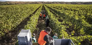 SE SOLICITAN 7 PEONES/AS PARA VIÑEDO (1ER TURNO), NO ES NECESARIO EXPERIENCIA Peones/as Para Viñedo vineyard laborers