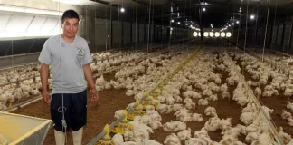 SE SOLICITA TRABAJADOR DE GRANJA AVÍCOLA (CON O SIN EXPERIENCIA), SE OFRECE BUEN SUELDO Y EXCELENTE BENEFICIOS Trabajador De Granja Avícola poultry farm worker