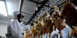 SE SOLICITA OPERARIO/A AVÍCOLA (MÍNIMA EXPERIENCIA), JORNADA DE LUNES A VIERNES MAÑANA Y TARDE Operario/a Avícola poultry operators