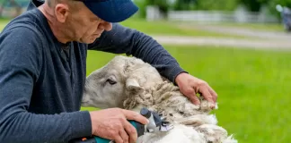 SE SOLICITA PEÓN GANADERO PARA GRANJA DE OVEJAS (CON O SIN EXPERIENCIA), BUENAS CONDICIONES LABORALES Peón Ganadero Para Granja De Ovejas livestock laborer for sheep farm