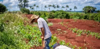 SE SOLICITAN 50 PEONES/AS AGRÍCOLAS (POCA EXPERIENCIA), LABORES DE COSECHA. EXCELENTE PAGO Peones/as Agrícolas agricultural laborer
