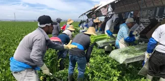 INCORPORAMOS 4 PEONES/AS AGRÍCOLAS (MÍNIMA EXPERIENCIA). LABORES DE SIEMBRA, EMPAQUE, ETIQUETADO Y CLASIFICACIÓN Peones/as Agrícolas agricultural laborer