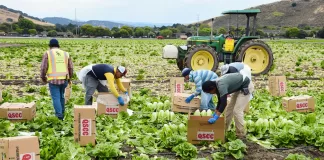 SE NECESITAN PEONES/AS AGRÍCOLAS CON O SIN EXPERIENCIA, SE ENTRENARÁ. 8 VACANTES, BUEN PAGO Peones/as Agrícolas agricultural laborers