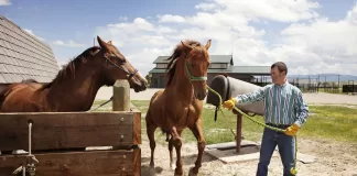SE SOLICITAN 7 PREPARADORES DE CABALLOS (POCA EXPERIENCIA), 1ER TURNO. BUEN PAGO Preparadores De Caballos horse trainers