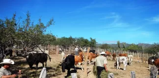 SE NECESITAN TRABAJADORES GANADEROS (POCA EXPERIENCIA), 3 PUESTOS. SE OFRECE EXCELENTE SUELDO, ALOJAMIENTO Y COMIDA Trabajadores Ganaderos livestock workers