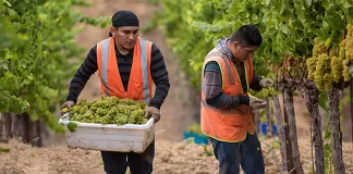 Trabajadores/as De Campo Para Viñedo vineyard field workers