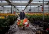 SE SOLICITAN 25 TRABAJADORES/AS PARA INVERNADERO (POCA EXPERIENCIA), 1ER TURNO. BUENA REMUNERACIÓN Trabajadores/as Para Invernadero greenhouse worker