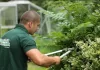 Ayudante De Jardinero gardener helper