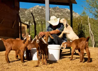 Ayudante/Mozo Para Granja De Terneros helper for calf farm