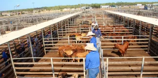 Cuidador Para Rancho De Ganado livestock worker