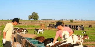 Peones/Ayudantes Para Granja Láctea dairy farm laborers/helpers