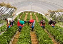 Peones/as Agrícolas agricultural laborers
