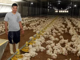 Personal Para Granja Avícola poultry farm staff