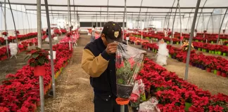 SE NECESITA PERSONAL PARA VIVERO DE PLANTAS (3 VACANTES), NO SE REQUIERE EXPERIENCIA Personal Para Vivero De Plantas plant nursery staff