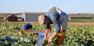 SE SOLICITA TRABAJADOR/A AGRÍCOLA (CON O SIN EXPERIENCIA), BUENA REMUNERACIÓN Trabajador/a Agrícola agricultural worker