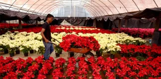Trabajadores/as En Vivero De Plantas plant nursery workers