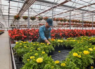 Trabajadores/as Para Invernadero greenhouse workers