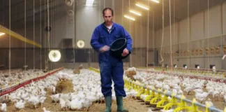 Encargado De Granja Avícola-Engorde Poultry Farm Staff