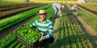 SOLICITAMOS PEONES AGRÍCOLAS PARA FINCA (HOMBRES Y MUJERES), TURNO DE MAÑANA DE LUNES A VIERNES Peones Agrícolas agricultural laborer