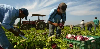 SE SOLICITAN 6 PEONES/AS AGRÍCOLAS PARA GRANJA (CON O SIN EXPERIENCIA, SE ENTRENARÁ), SE OFRECE ALOJAMIENTO Y BUEN PAGO Peones/as Agrícolas Para Granja agricultural laborers for farm