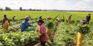SE PRECISAN PEONES/AS AGRÍCOLAS (POCA EXPERIENCIA), SALARIO A CONCRETAR. INCORPORACIÓN INMEDIATA Peones/as Agrícolas agricultural laborer