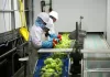 SE NECESITA PERSONAL DE PRODUCCIÓN (PROCESAMIENTO DE FRUTAS Y VERDURAS), 4 VACANTES. BUEN PAGO POR HORA, EMPLEO PERMANENTE Personal De Producción production staff