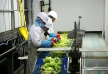 SE NECESITA PERSONAL DE PRODUCCIÓN (PROCESAMIENTO DE FRUTAS Y VERDURAS), 4 VACANTES. BUEN PAGO POR HORA, EMPLEO PERMANENTE Personal De Producción production staff