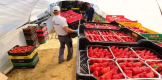 INCORPORAMOS MÁS DE 40 RECOLECTORES/AS DE FRESAS (TURNO DE MAÑANA, HORARIO DE 7:00 AM A 2:30 PM), BUEN PAGO Recolectores/as De Fresas strawberry pickers