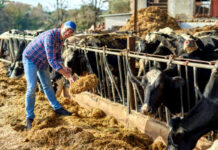Ayudante Para Rancho De Ganado livestock ranch helper