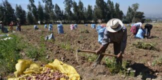 INCORPORAMOS 102 COSECHADORES Y EMPACADORES DE CAMPO (GRANJA DE VERDURAS), BUEN PAGO POR HORA Cosechadores y empacadores de campo field harvesters and packers