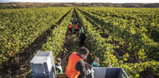 SE REQUIEREN OBREROS/AS PARA VIÑEDO (POCA EXPERIENCIA), MÁS DE 60 VACANTES. SE OFRECE BUEN PAGO POR HORA Obreros/as Para Viñedo Vineyard Worker