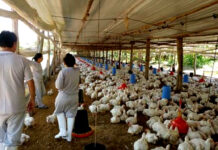 Operario De Granja Avícola poultry farm operator