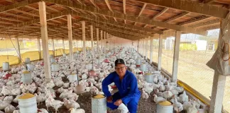 Peón/Operario De Granja Avícola poultry farm laborer/operator