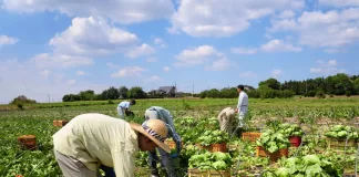 Peones/as Agrícolas Para Cosecha harvest farm worker