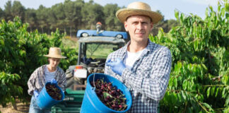 SE BUSCAN PEONES/AS AGRÍCOLAS (CON O SIN EXPERIENCIA), PARA CAMPAÑA DE CEREZA. 50 VACANTES Peones/as Agrícolas agricultural laborer