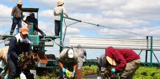 SE SOLICITAN PEONES/AS PARA VIVERO DE PLANTAS, HORTALIZAS Y FRUTAS (POCA EXPERIENCIA), 24 VACANTES. BUEN PAGO POR HORA Peones/as Para Vivero nursery laborer