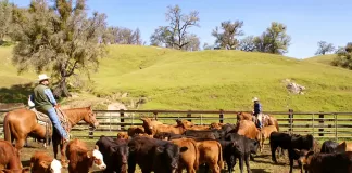 SE REQUIERE AYUDANTE PARA RANCHO/GRANJA DE GANADO Y HENO (NO ES NECESARIO EXPERIENCIA), BUEN PAGO Trabajador Agrícola agricultural worker