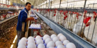 Trabajador De Granero Para Granja De Huevos barn worker for egg farm