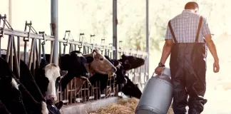 SE REQUIERE TRABAJADOR/A GANADERO PARA TAREAS DE ORDEÑO (CON O SIN EXPERIENCIA), BUEN SALARIO Trabajador/a Ganadero Livestock Worker