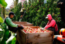 Trabajadores/as Agrícolas agricultural worker