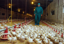 Trabajadores/as De Granja Avícola Poultry Farm Worker