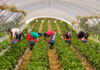 Trabajadores/as Generales Para Invernadero general greenhouse worker