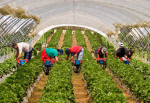 Trabajadores/as Generales Para Invernadero general greenhouse worker