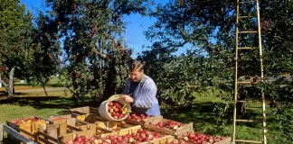 SE PRECISAN PEONES AGRÍCOLAS PARA FINCA (CLAREÓ Y RECOLECCIÓN DE FRUTA DE HUESO), CON O SIN EXPERIENCIA. CONTRATO POR TEMPORADA