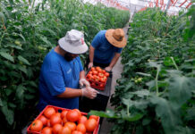 SE BUSCA PEÓN/A AGRÍCOLA PARA RECOLECCIÓN Y PLANTACIÓN DE TOMATE EN ÁGUILAS, MURCIA, VÍA ADECCO (2 AÑOS DE EXPERIENCIA EN EL CAMPO). SUELDO DE 1.400 A 1.500 € AL MES Empacadores/as de Tomate Para Granjas Empleo de Peón Agrícola en Estados Unidos Tomato Packers for Farms in the United States