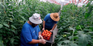 SE BUSCAN EMPACADORES/AS DE TOMATE PARA GRANJAS (POCA EXPERIENCIA), PAGO $19.75 POR HORA Empacadores/as de Tomate Para Granjas Empleo de Peón Agrícola en Estados Unidos Tomato Packers for Farms in the United States