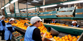 SE SOLICITAN ENVASADORES/AS DE CÍTRICOS PARA ALMACÉN (MÍNIMA EXPERIENCIA), REMUNERACIÓN COMPETITIVA Envasadores de Cítricos en España empleo en Fontana empleo en Murcia Citrus packers in Spain employment in Fontana employment in Murcia