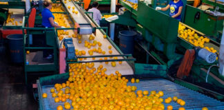 SE PRECISAN ENVASADORES/AS DE CÍTRICOS PARA EMPRESA HORTOFRUTÍCOLA (POCA EXPERIENCIA), 5 DÍAS A LA SEMANA Envasadores de cítricos empleo de envasador en España Envasadores de cítricos Empleo en Alicante packer jobs in Spain Citrus packers Jobs in Alicante
