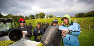SE SOLICITAN OBREROS PARA VIÑEDO (POCA EXPERIENCIA), 35 HORAS SEMANALES. PAGO $2200 MENSUALES Obreros Para Viñedo empleo en Texas Vineyard Worker